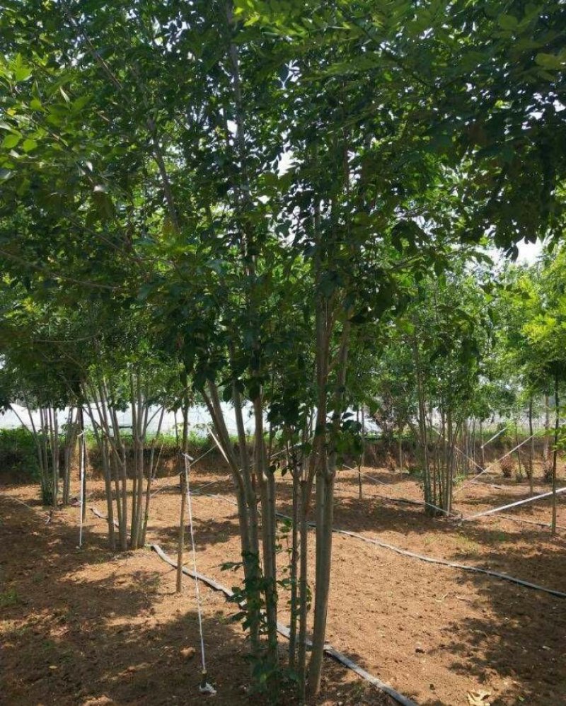 丛生白蜡3--8分枝产地直销大量可以看货
