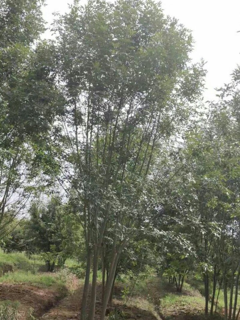 丛生白蜡3--8分枝产地直销大量可以看货