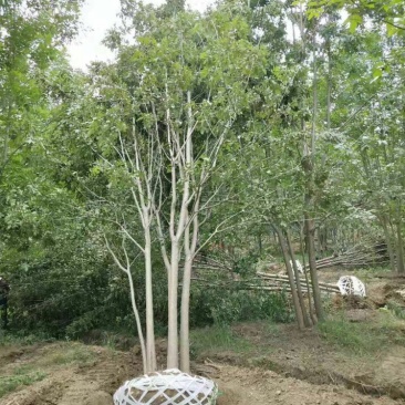 丛生白蜡3--8分枝产地直销大量可以看货