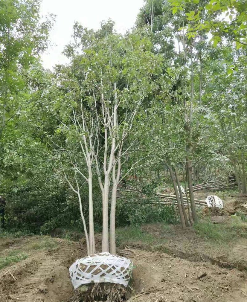 丛生白蜡3--8分枝产地直销大量可以看货