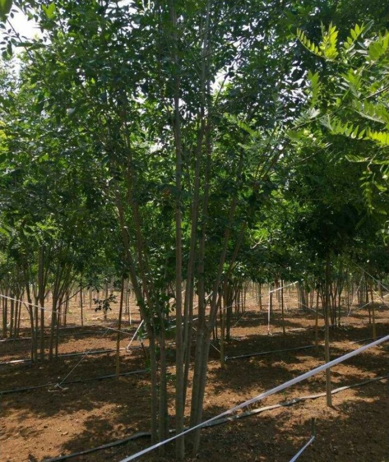 丛生白蜡3--8分枝产地直销大量可以看货