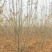 丛生白蜡3--8分枝产地直销大量可以看货