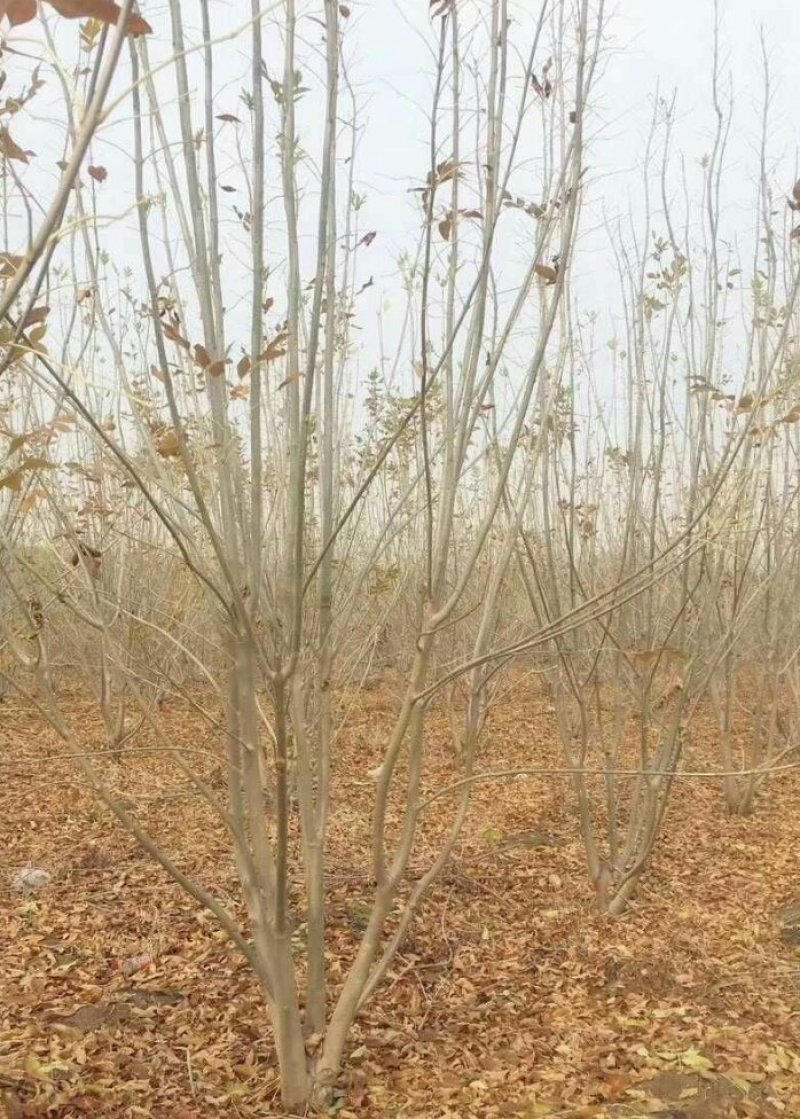 丛生白蜡3--8分枝产地直销大量可以看货