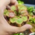 食人花食虫植物捕蝇草瓶子草猪笼草茅膏菜