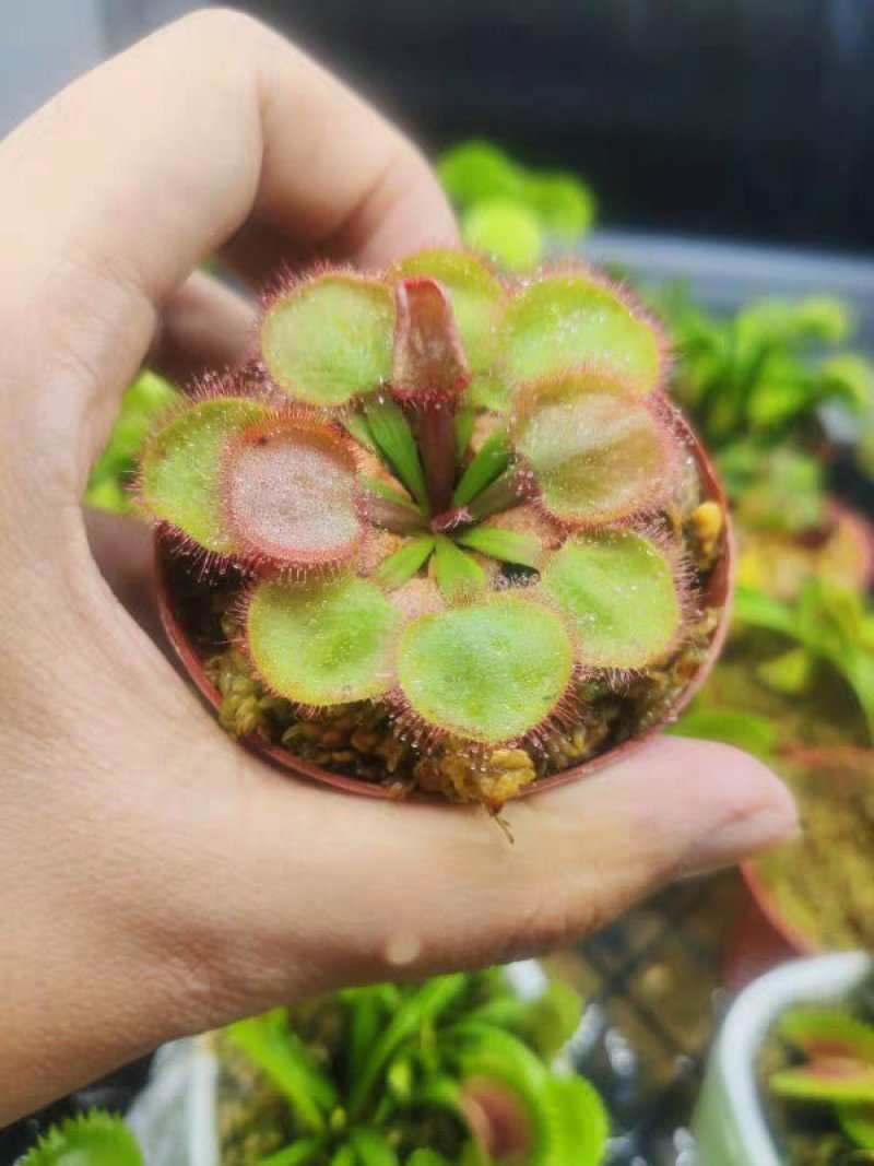 食人花食虫植物捕蝇草瓶子草猪笼草茅膏菜