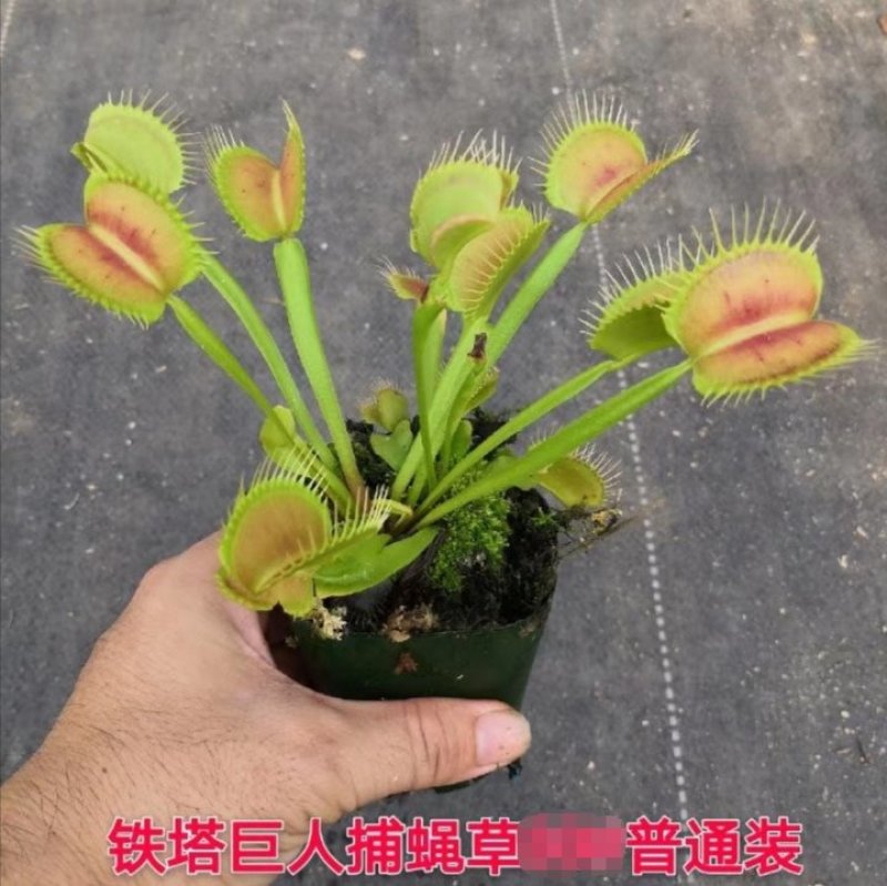 食人花食虫植物捕蝇草瓶子草猪笼草茅膏菜