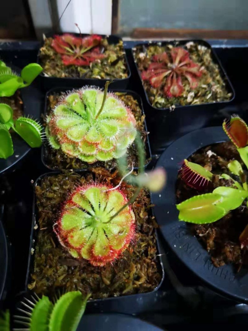 食人花食虫植物捕蝇草瓶子草猪笼草茅膏菜