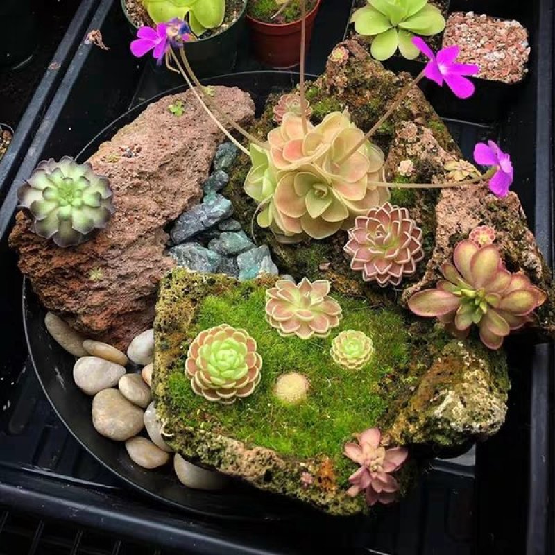 食人花食虫植物捕蝇草瓶子草猪笼草茅膏菜