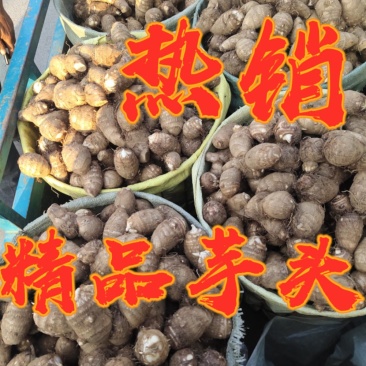 芋头8520未挑球黄沙土地生长