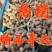 芋头8520未挑球黄沙土地生长