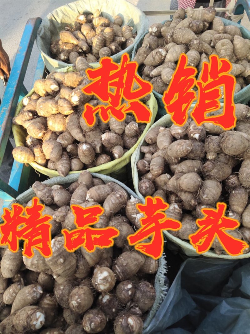 芋头8520未挑球黄沙土地生长