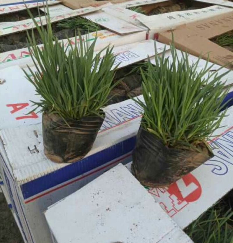 石竹杯苗美国石竹常夏石竹产地直销