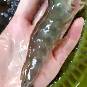 海水虾大小规格均有货鲜活发货