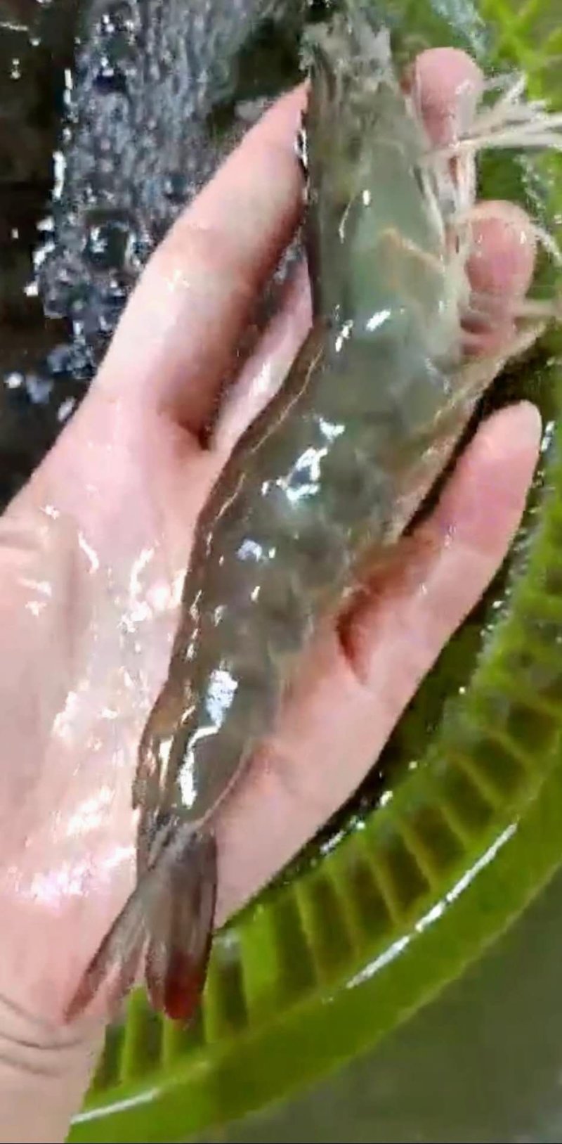海水虾大小规格均有货鲜活发货