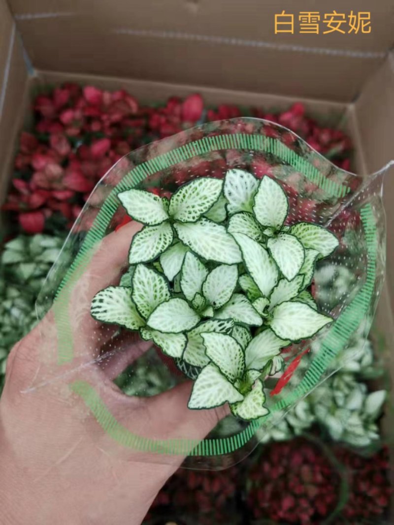 网纹草