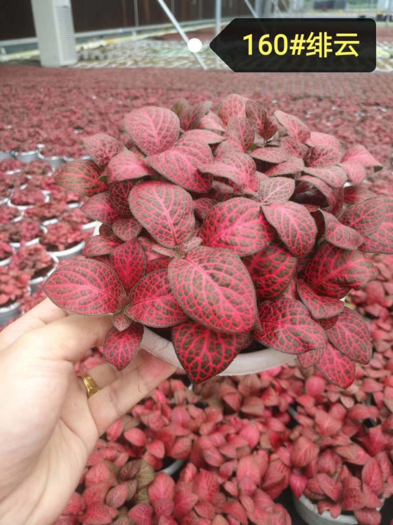 网纹草