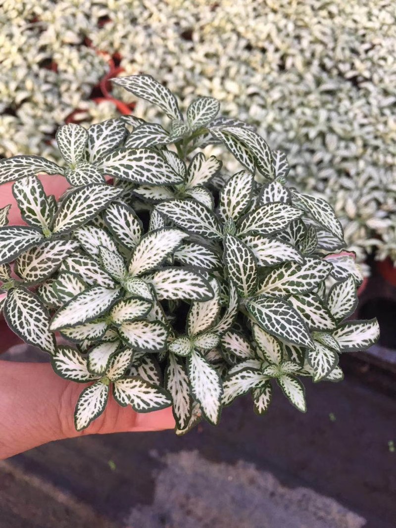 网纹草