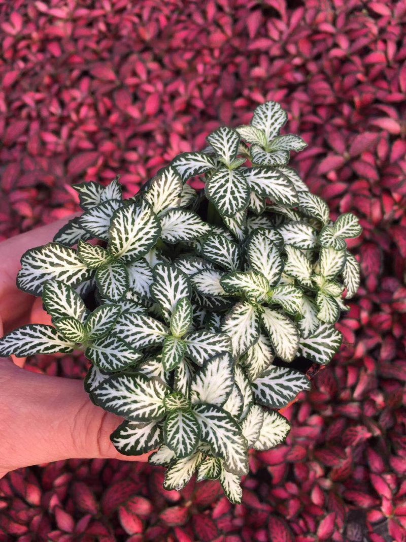网纹草