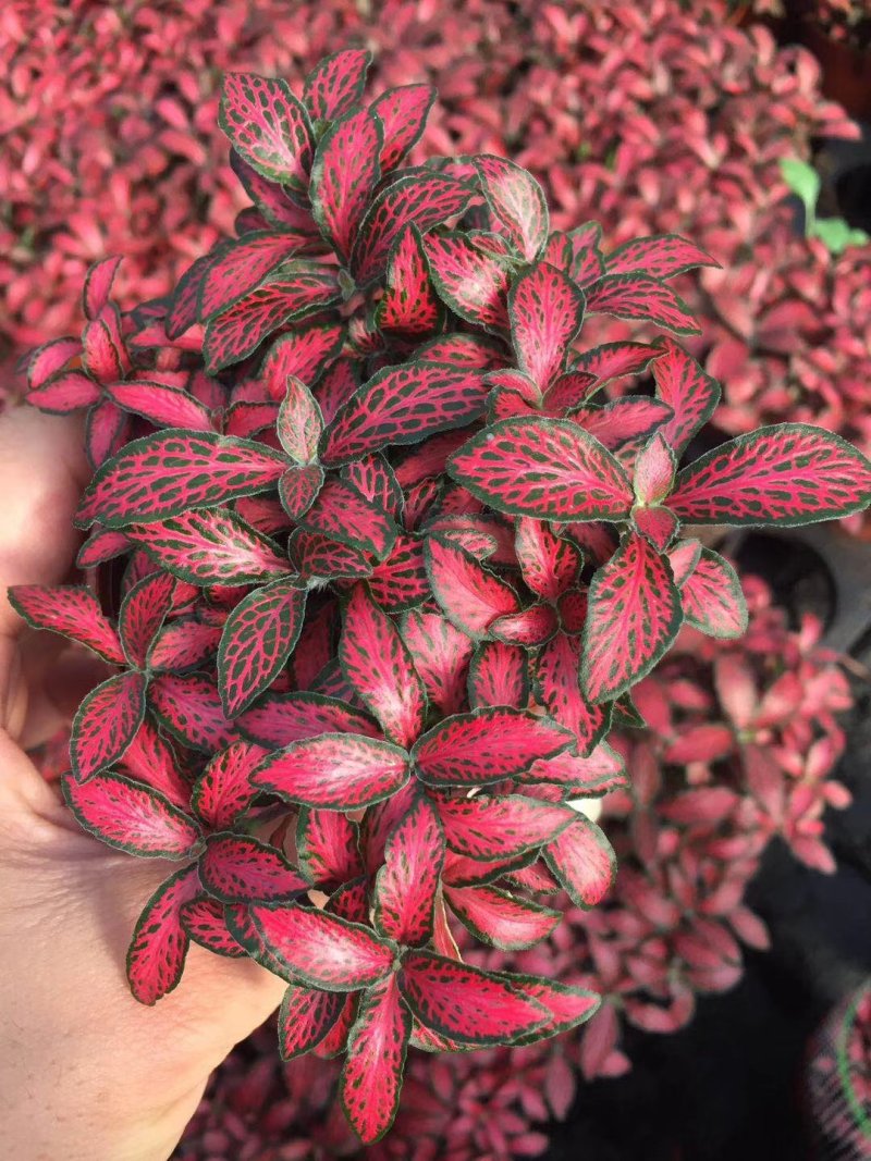 网纹草