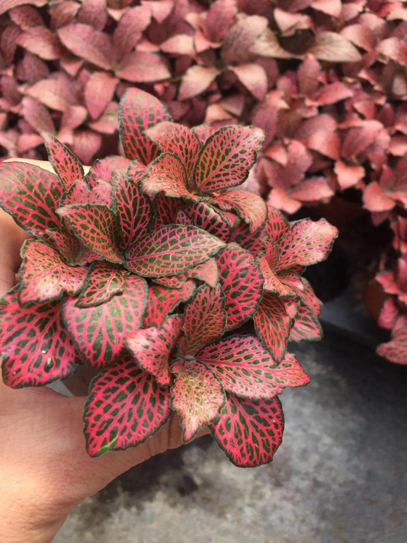 网纹草
