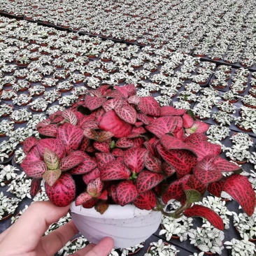 网纹草