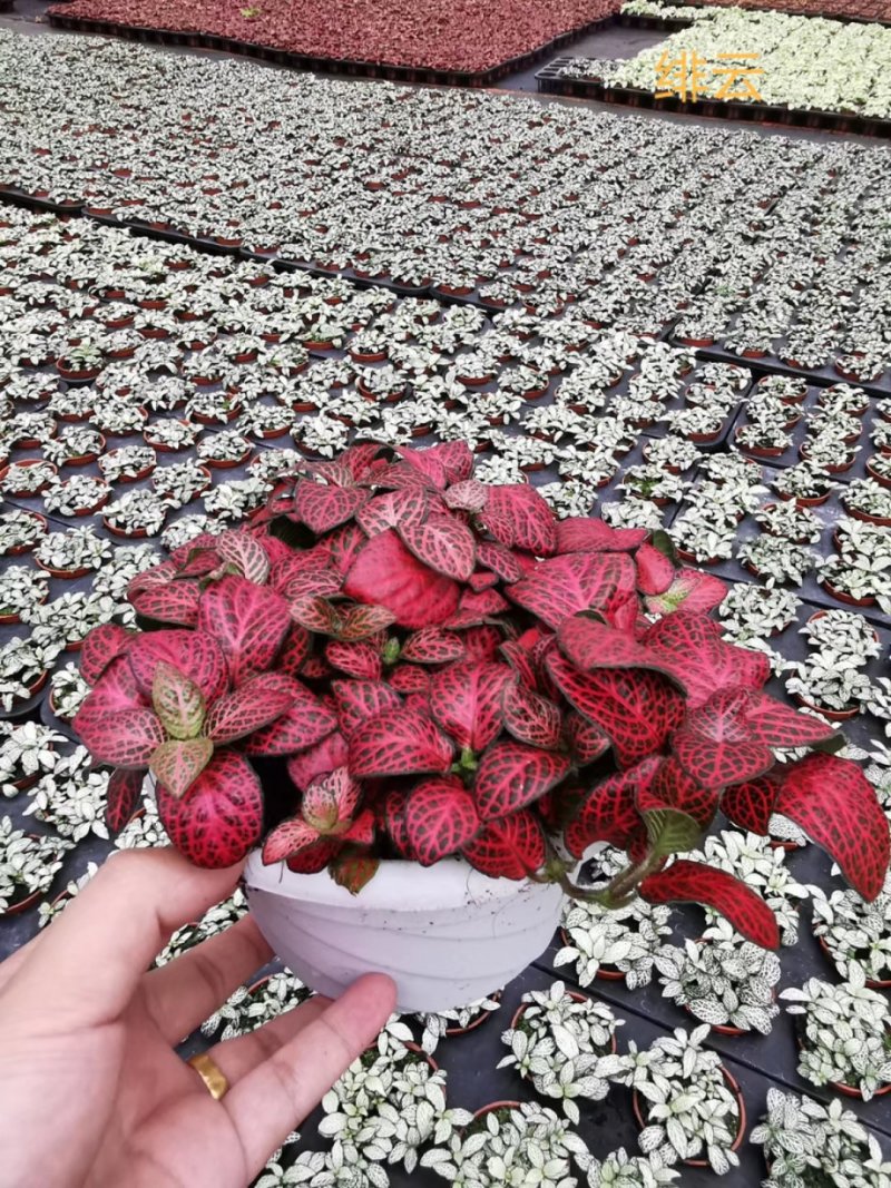 网纹草