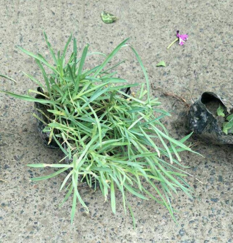 石竹杯苗美国石竹常夏石竹产地直销