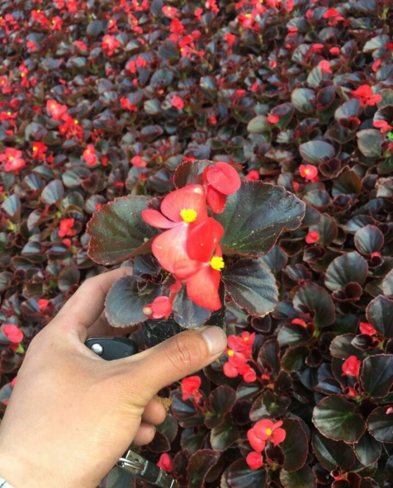 四季海棠孔雀草串红鸡冠花等各种草花摆放