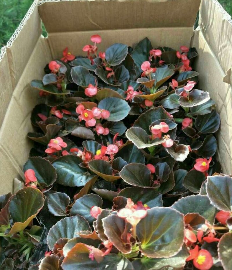 四季海棠孔雀草串红鸡冠花等各种草花摆放