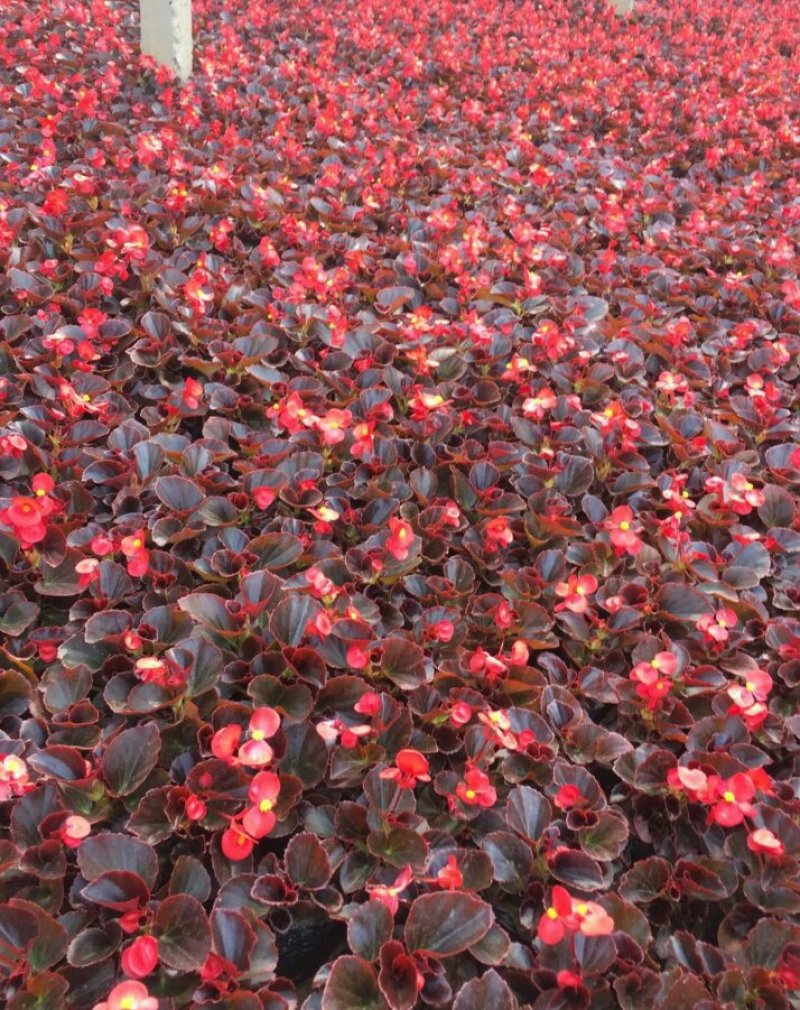 四季海棠孔雀草串红鸡冠花等各种草花摆放