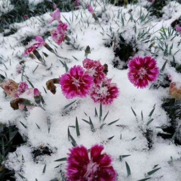 四季海棠孔雀草串红鸡冠花等各种草花摆放