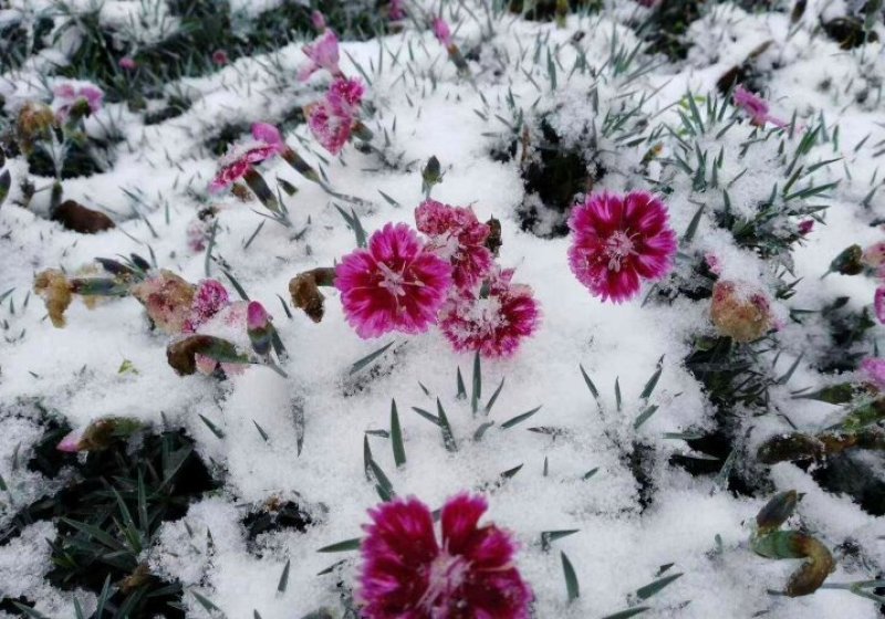 四季海棠孔雀草串红鸡冠花等各种草花摆放