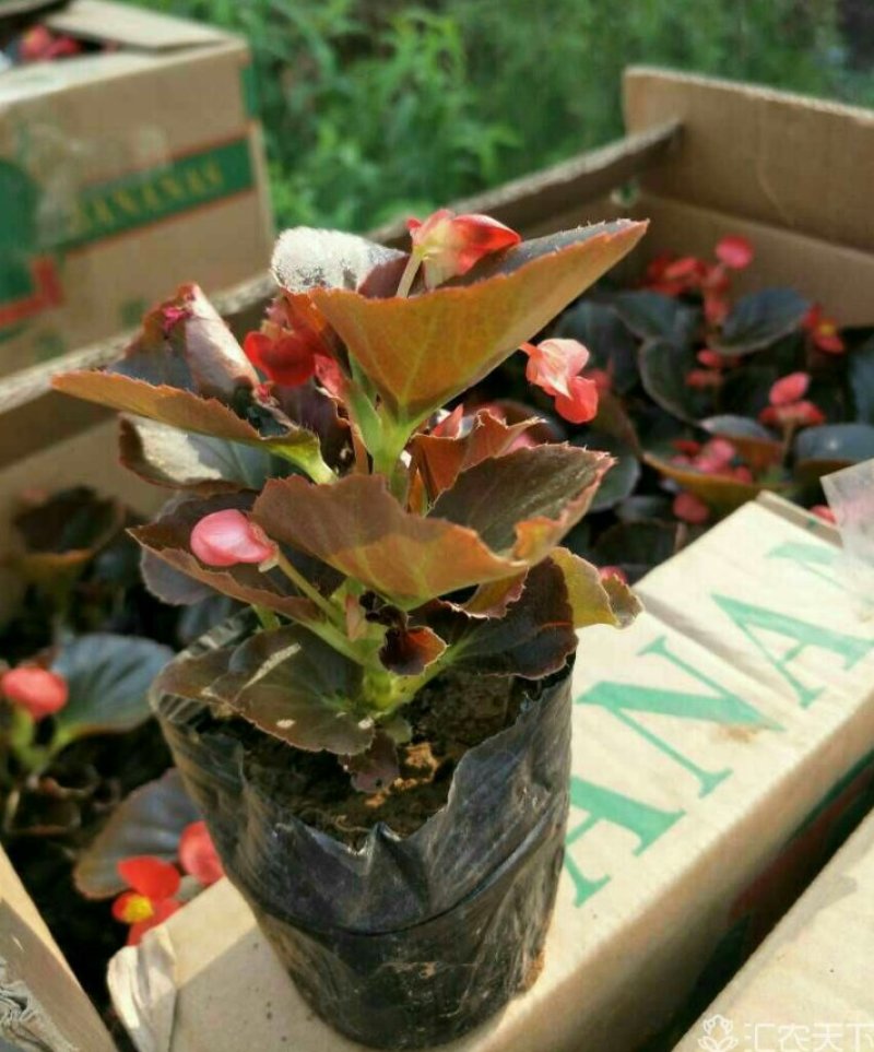 四季海棠孔雀草串红鸡冠花等各种草花摆放