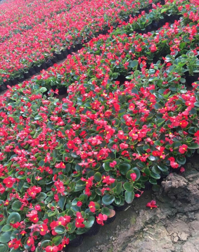四季海棠孔雀草串红鸡冠花等各种草花摆放