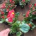 四季海棠孔雀草串红鸡冠花等各种草花摆放