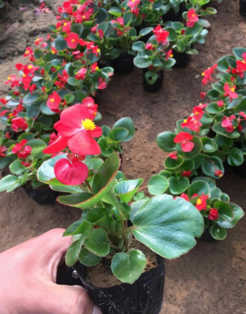 四季海棠孔雀草串红鸡冠花等各种草花摆放