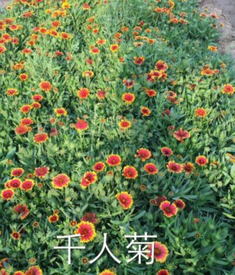 矢车天人菊地被菊荷兰菊波斯菊金鸡菊各种草花