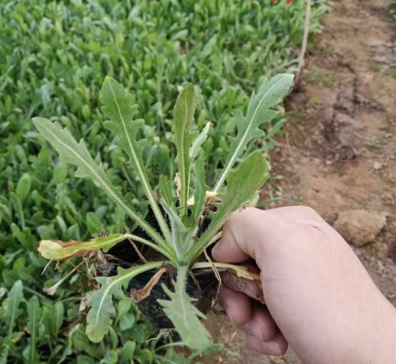 矢车天人菊地被菊荷兰菊波斯菊金鸡菊各种草花