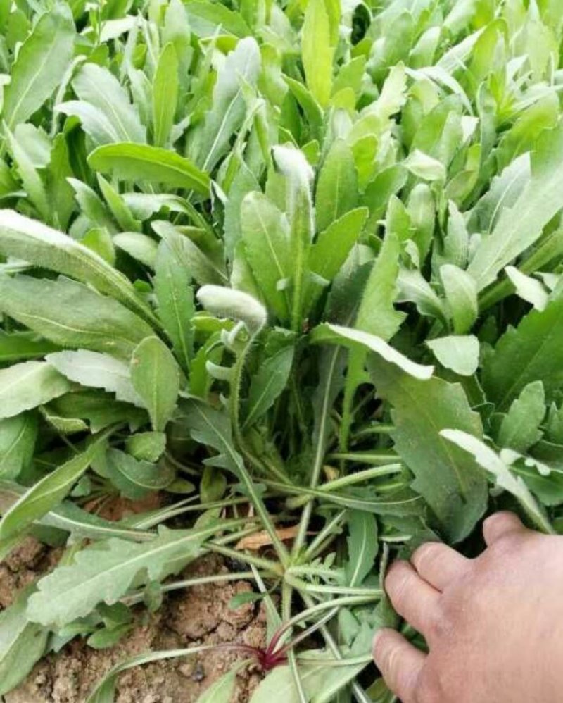 矢车天人菊地被菊荷兰菊波斯菊金鸡菊各种草花