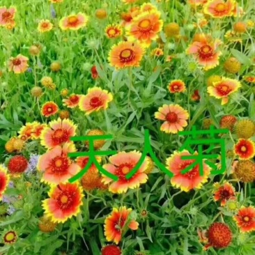 矢车天人菊地被菊荷兰菊波斯菊金鸡菊各种草花