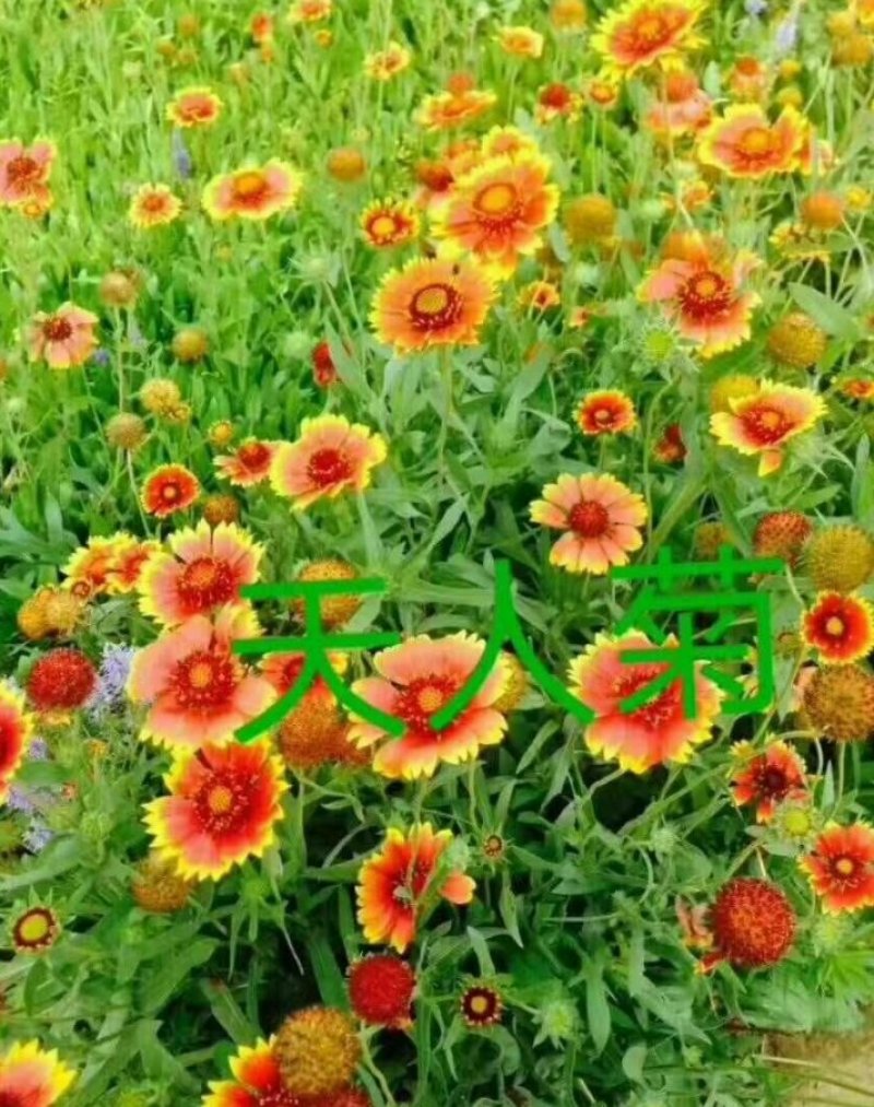 矢车天人菊地被菊荷兰菊波斯菊金鸡菊各种草花