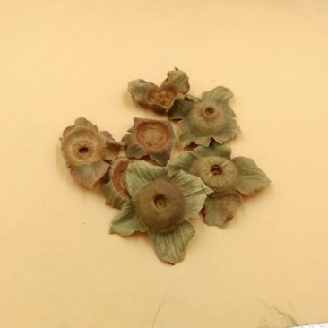 柿蒂千余品种供应承接订单