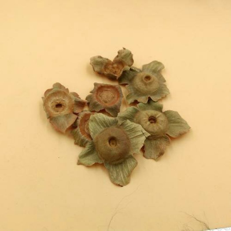 柿蒂千余品种供应承接订单