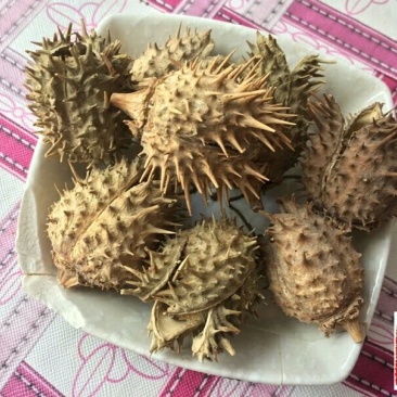 胡茄子千余品种供应承接订单