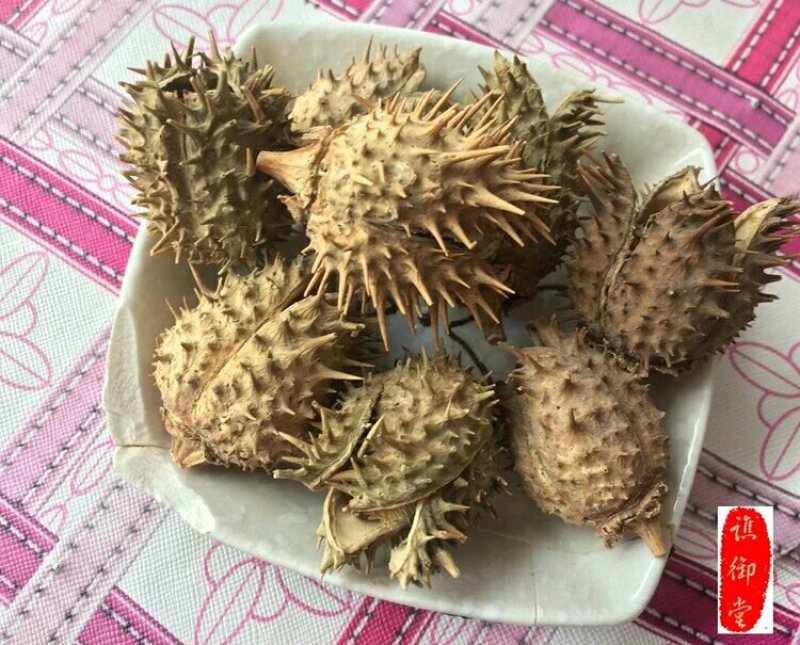 胡茄子千余品种供应承接订单
