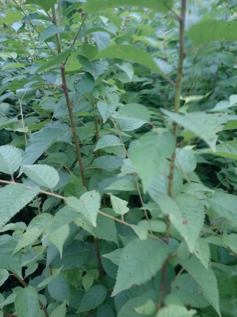 山樱桃苗种苗大青叶，实生樱桃苗，地径0.6cm以上欢迎咨询