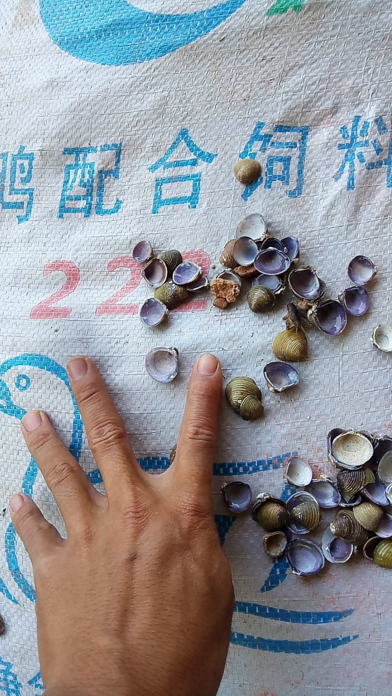 矿物质饲料贝壳粉河蚬壳黄沙蚬壳补钙
