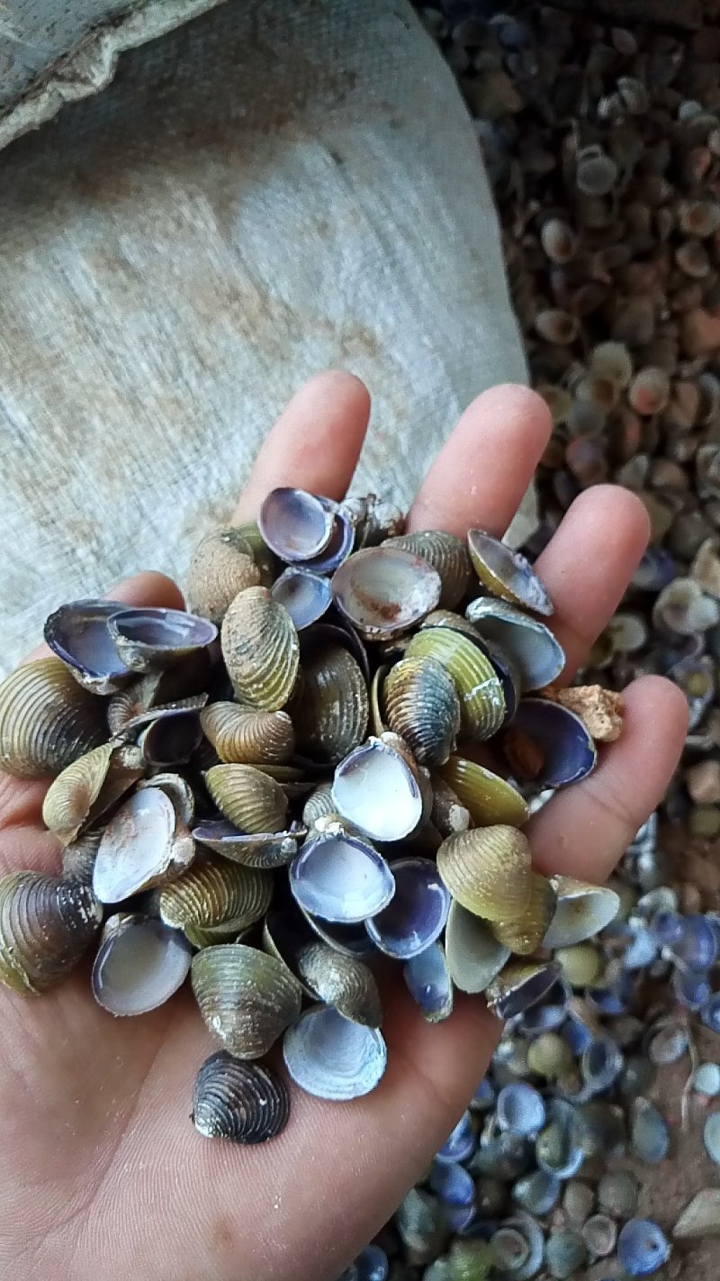 矿物质饲料贝壳粉河蚬壳黄沙蚬壳补钙