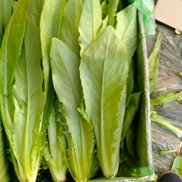 油麦菜掉价了质量完美有一流的团队