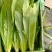 油麦菜掉价了质量完美有一流的团队